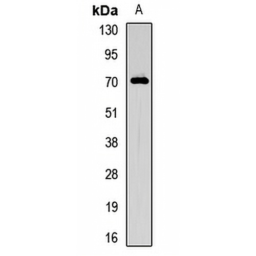 SR-alpha Rabbit Polyclonal Antibody