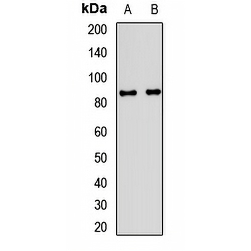 UNR Rabbit Polyclonal Antibody