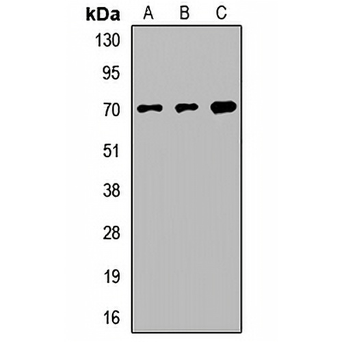 FXR1 Rabbit Polyclonal Antibody