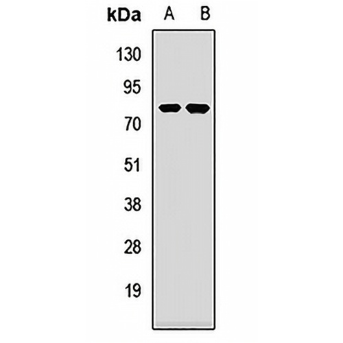 PABPC4 Rabbit Polyclonal Antibody