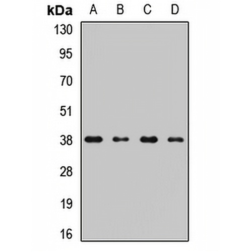 STRAP Rabbit Polyclonal Antibody