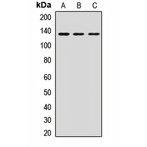 HTATSF1 Rabbit Polyclonal Antibody