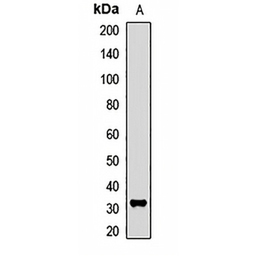 THOC4 Rabbit Polyclonal Antibody