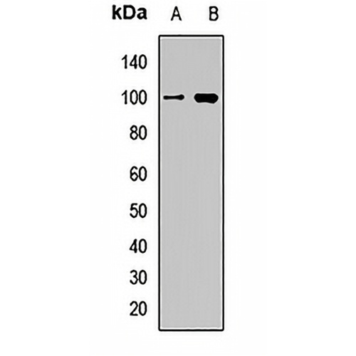 eIF2C1 Rabbit Polyclonal Antibody