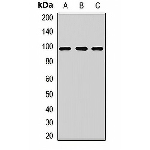 eIF2C2 Rabbit Polyclonal Antibody