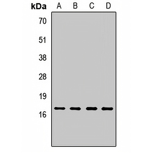 MAGOH Rabbit Polyclonal Antibody