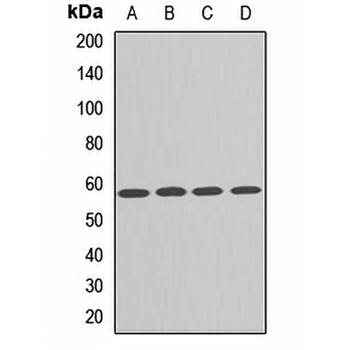 PRPF4 Rabbit Polyclonal Antibody