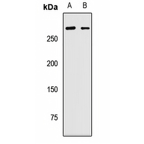 PRPF8 Rabbit Polyclonal Antibody