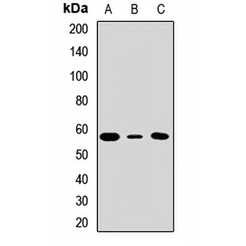 hnRNP I Rabbit Polyclonal Antibody