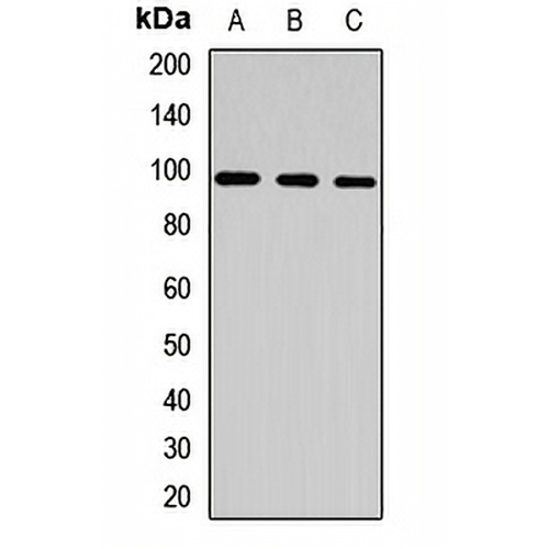 CLCN2 Rabbit Polyclonal Antibody