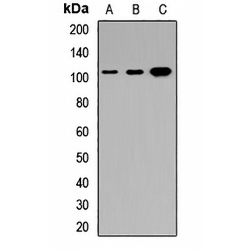 DMP1 Rabbit Polyclonal Antibody