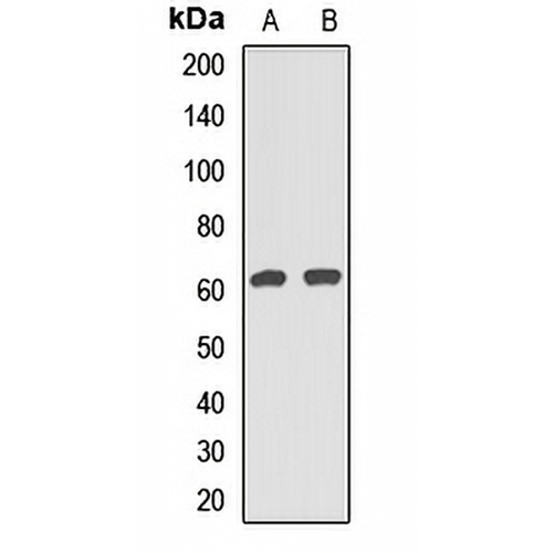 CAF-I p60 Rabbit Polyclonal Antibody