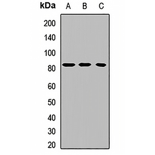 LH Receptor Rabbit Polyclonal Antibody