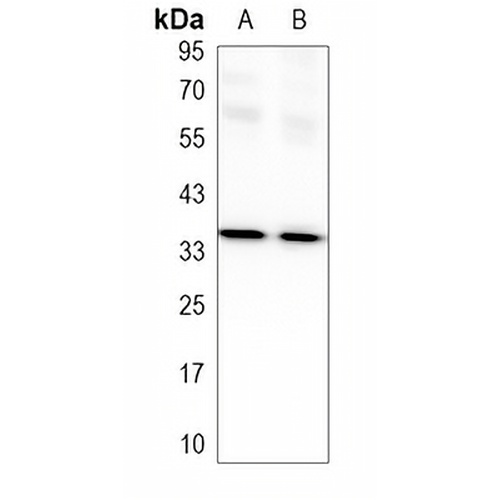 BNIP3L Rabbit Polyclonal Antibody