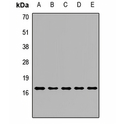 Peroxiredoxin 5 Rabbit Polyclonal Antibody