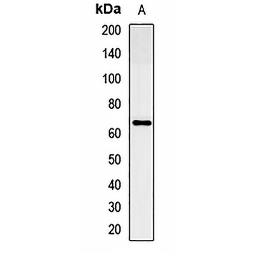 PTP IA-2 Rabbit Polyclonal Antibody