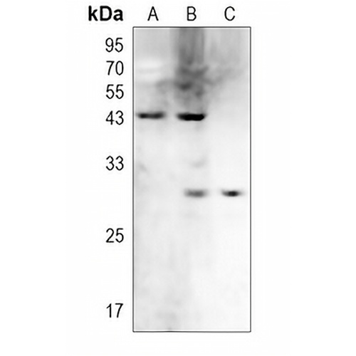 CD231 Rabbit Polyclonal Antibody