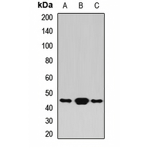 BLZF1 Rabbit Polyclonal Antibody