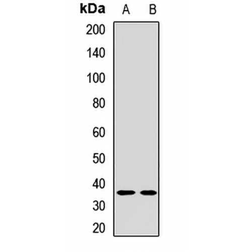 LYVE-1 Rabbit Polyclonal Antibody