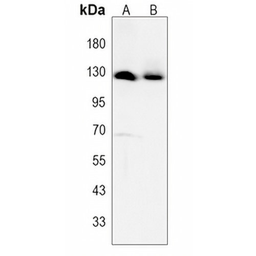GLI2 Rabbit Polyclonal Antibody