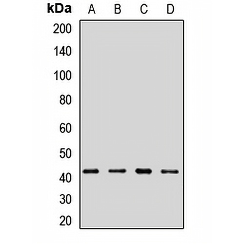 ACTR1A Rabbit Polyclonal Antibody