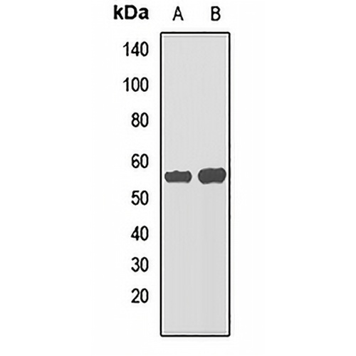 MISR2 Rabbit Polyclonal Antibody
