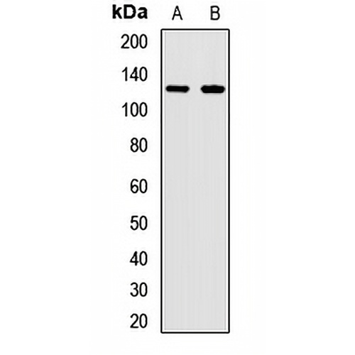 ANLN Rabbit Polyclonal Antibody