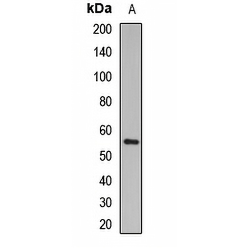 CD200 Rabbit Polyclonal Antibody