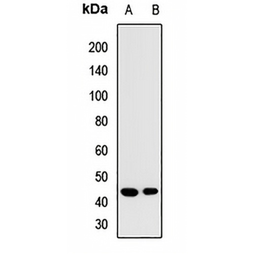 CD207 Rabbit Polyclonal Antibody