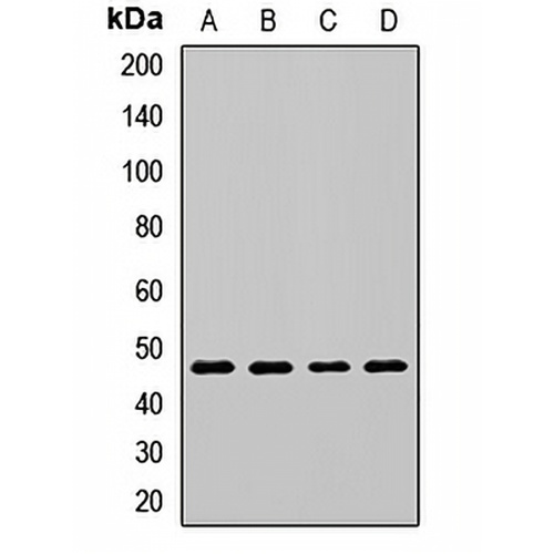 Flotillin 2 Rabbit Polyclonal Antibody
