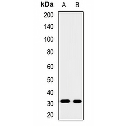 GNMT Rabbit Polyclonal Antibody