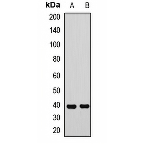 SLM2 Rabbit Polyclonal Antibody