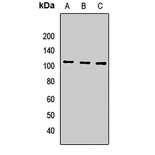 CD228 Rabbit Polyclonal Antibody