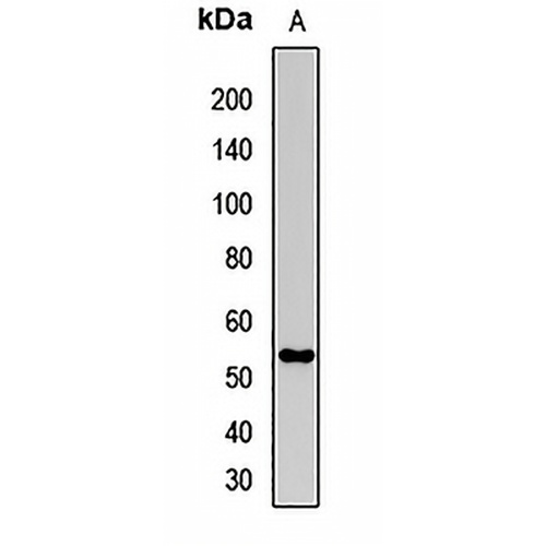 Pannexin-1 Rabbit Polyclonal Antibody