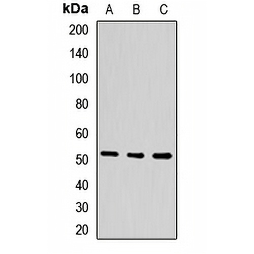 PPAR alpha Rabbit Polyclonal Antibody