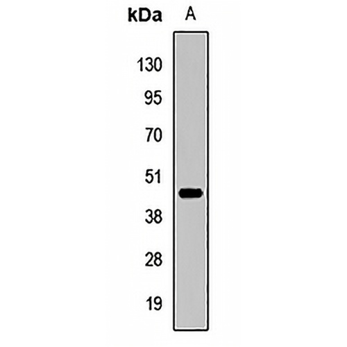 SPDEF Rabbit Polyclonal Antibody