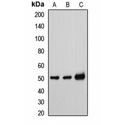 TAT Rabbit Polyclonal Antibody