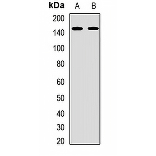 BCL9 Rabbit Polyclonal Antibody