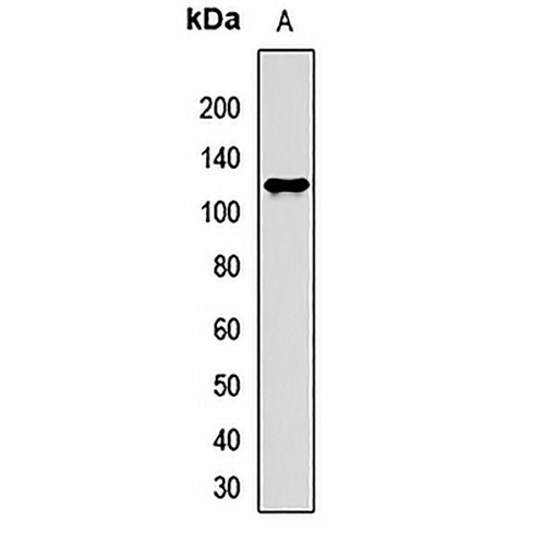 eIF2C2 Rabbit Polyclonal Antibody