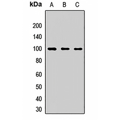 PDE5A Rabbit Polyclonal Antibody