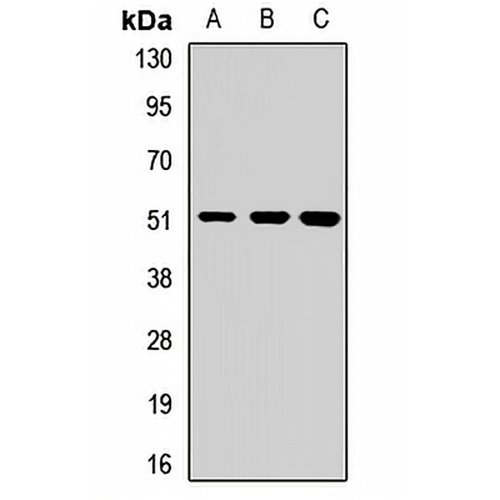 DNA Polymerase delta 2 Rabbit Polyclonal Antibody