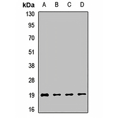 POLR2G Rabbit Polyclonal Antibody