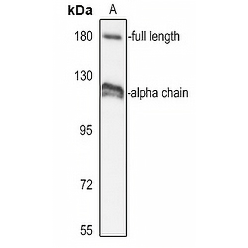 Complement C3 Rabbit Polyclonal Antibody