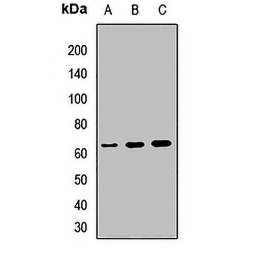 CD5 Rabbit Polyclonal Antibody