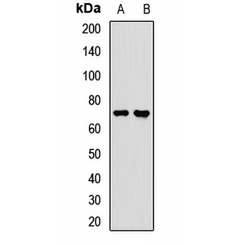 LSS Rabbit Polyclonal Antibody