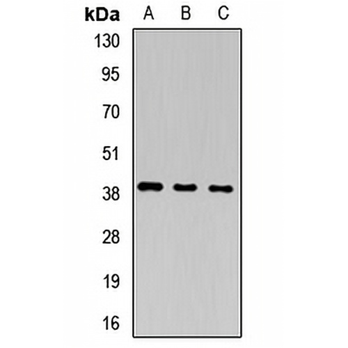 PEG1 Rabbit Polyclonal Antibody