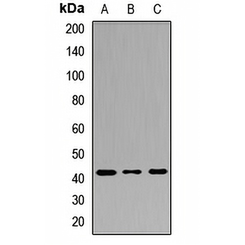 Cyclophilin D Rabbit Polyclonal Antibody