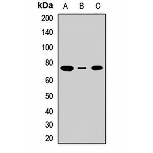ASCT2 Rabbit Polyclonal Antibody