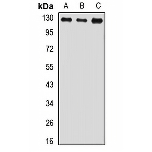 USP8 Rabbit Polyclonal Antibody