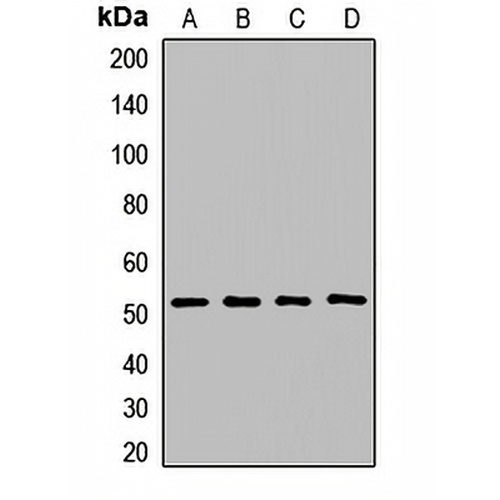 COPS2 Rabbit Polyclonal Antibody